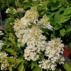 Hortenzia metlinatá (Hydrangea paniculata) ´GRANDIFLORA´- výška 20-30 cm, kont. C2L